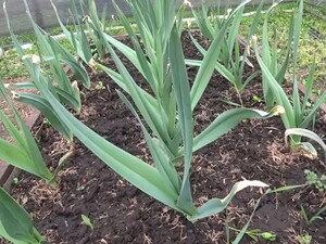 Лише одна ложка цього добрива у квітні – і часник виросте розміром як кулак